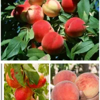 درخت هلو خارجی ضمانتی زود بازده در نهالستان ، نهال