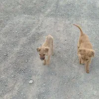 سگ پاکوتاه|سگ|زاهدان, |دیوار