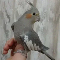 عروس هلندی گمشده