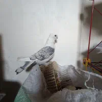 کبوتر