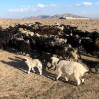 تعداد ۱۰۰ راس کره کولار