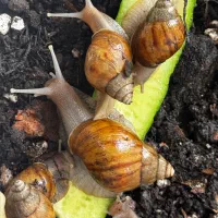 بچه حلزون و سوپر مولد آفریقایی