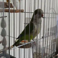 طوطی راهب|پرنده|ری, دولت‌آباد|دیوار