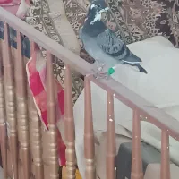 کبوتر پلاکی