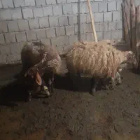 گوسفند سالم اول شکم  واکسن زدم سالم بره سالم