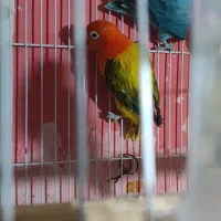 گرینچیک.عروس . خورشیدی.برزیلی.مرغ عشق|پرنده|محمدشهر, محمدشهر|دیوار