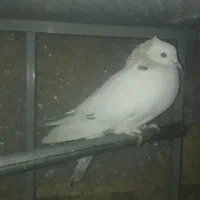 کبوتر فروشی دونه ای ۱۵۰|پرنده|قم, شهرک امام حسین|دیوار