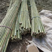 نی خیزران یا بامبو|خدمات باغبانی و درختکاری|املش, |دیوار