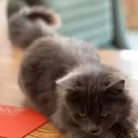 واگذاری گربه پرشین