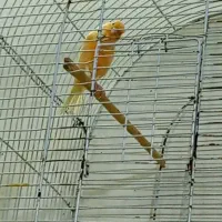 قناری نر بخون آماده آماده|پرنده|زاهدان, |دیوار