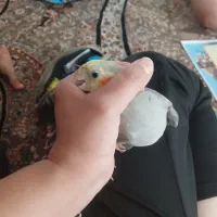 عروس هلندی نر