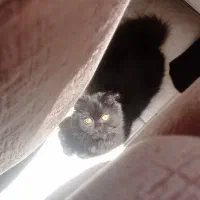 گربه