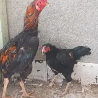 خروس