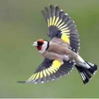 سهره کردستان تازه گیر دون ابخور شده