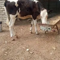 گوساله ماده