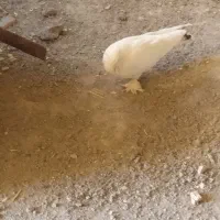 کبوتر سفید پور پاپر بلند ماده