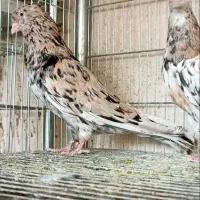 هفت رنگ دم سفید عتیقه استثنایی