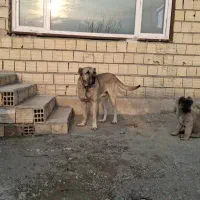 سگ سرابی|سگ|کرج, ندامتگاه کرج (قزلحصار)|دیوار