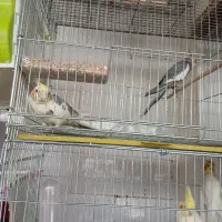 پرنده|پرنده|سنندج, |دیوار