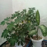 دوعددگل زیبا با گلدان بزرگ