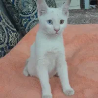 گربه|گربه|مشهد, شهید قربانی|دیوار