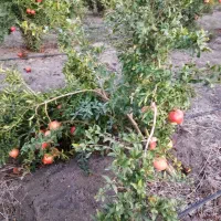 نهال انار بی دانه ماریا ، ضیا . انار فوق نرم هسته|خدمات باغبانی و درختکاری|بهشهر, |دیوار
