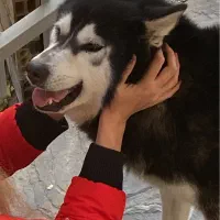 سگ مالاموت هاسکی