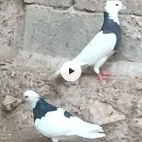 سه تا کبوتر زاغ چهارتا طوقی به فروش میرسد
