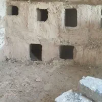 کبوتر طوقی|پرنده|عطاملک, |دیوار