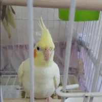 یه جفت عروس هلندی لوتینو با جوجه