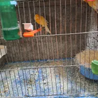 جفت قناری رد فاکتور|پرنده|شیراز, رازی|دیوار