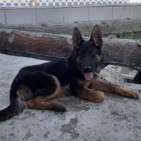 واگذاری سگ ژرمن با اصالت بهارستان