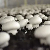 دوره اموزشی پرورش قارچ خوراکی