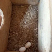 طوطی عروس ماده اماده