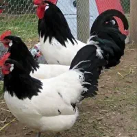 مرغ و خروس لکنولدرز