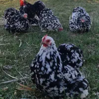 فروش دو جفت مرغ خروس کوشین|حیوانات مزرعه|قائمشهر, |دیوار