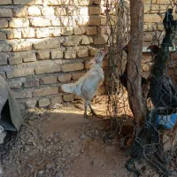 مرغ لاری سفید