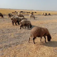 میش و بره