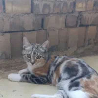 گمشده|حیوانات|مرند, |دیوار