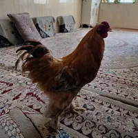 خروس برهمان
