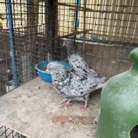 چند جفت کفتر عتیقه|پرنده|تهران, هلال احمر|دیوار