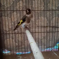 سهره ماده چونه|پرنده|رشت, حافظ آباد|دیوار