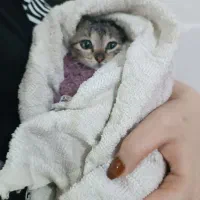 دو بچه گربه نرو ماده|گربه|باسمنج, |دیوار