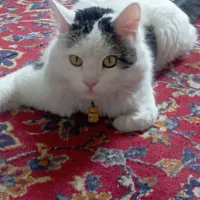 فروش گربه خانگی و سگ نگهبان