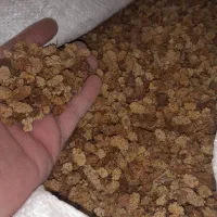 فروش حدود ۲۰ کیلو توت خشک