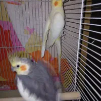 عروس هلندی مولد|پرنده|اندیشه, اندیشه فاز ۱|دیوار