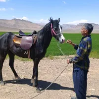 مادیان شجره دار