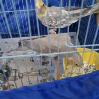 عروس هلندی مولد