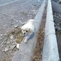 سگ پامر نر بالغ