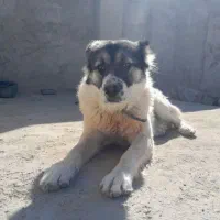 واگزار سگ|سگ|رودشت (اصفهان), |دیوار